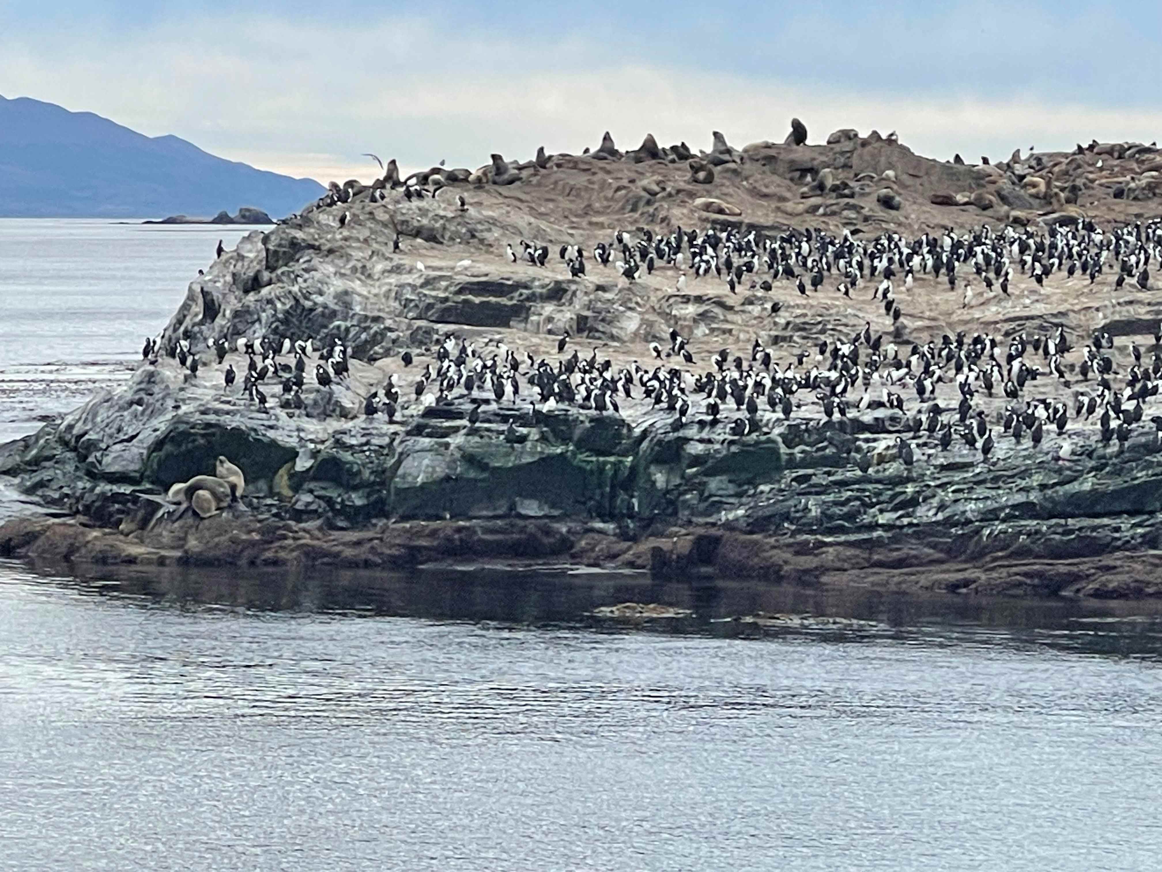 Where to see Penguins in Argentina: Ushuaia end of the world